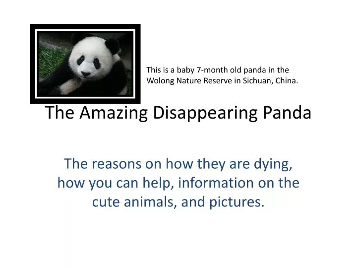 PPT - The Amazing Disappearing Panda PowerPoint Presentation, free download  - ID:4605246