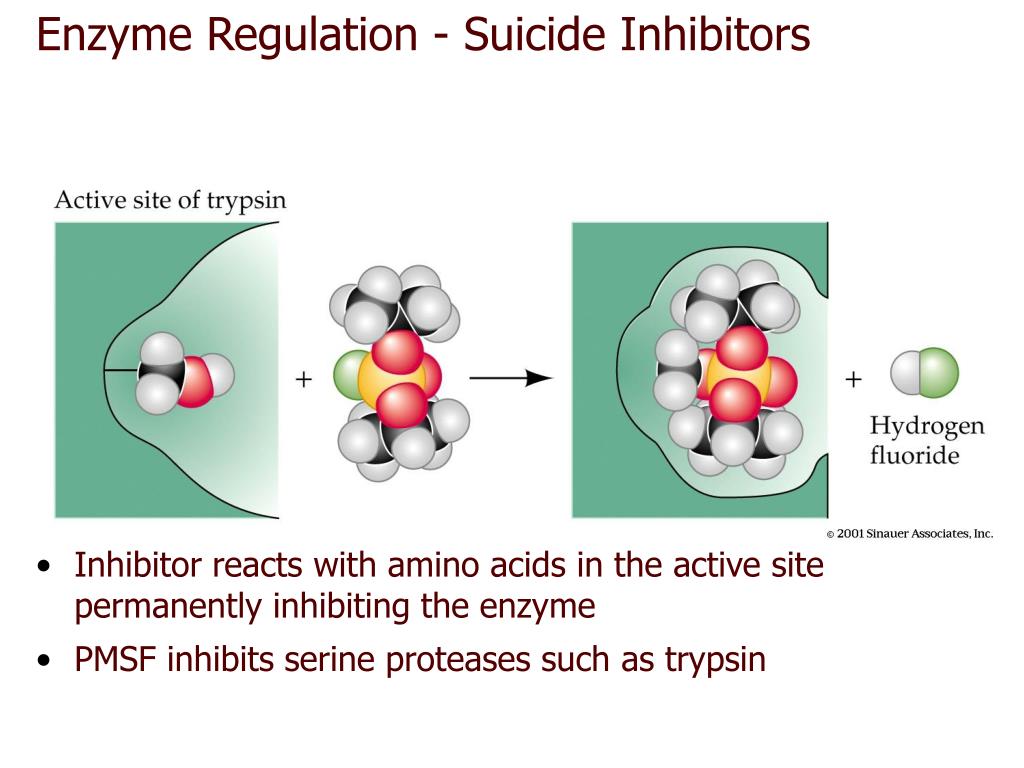 Пав энзимы. Enzymes structure. Enzyme inhibitors. Chemical structure of Enzyme inhibitors. Allosteric Regulation of Enzyme activity.
