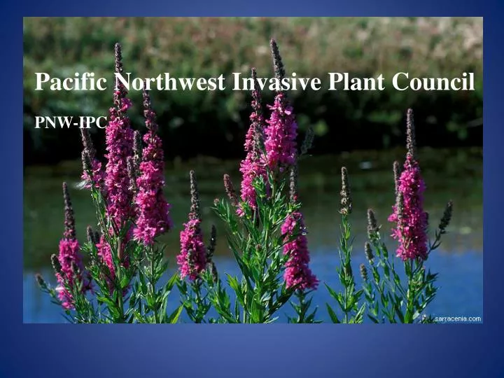 Ppt Pacific Northwest Invasive Plant Council Powerpoint Presentation Id 4605839 - Invasive Ground Cover Pacific Northwest Ppt Pacific Northwest Invasive Plant Council Powerpoint Presentation Id 4605839 - Invasive Ground Cover Pacific Northwest
