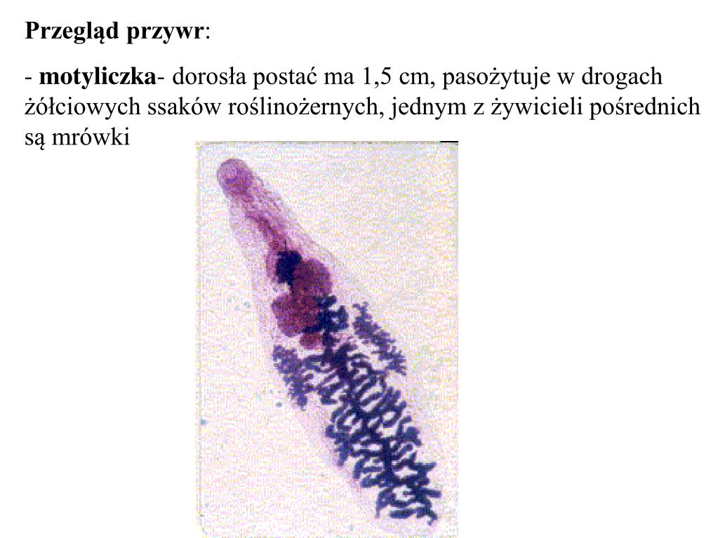 Czy Stułbia Płowa Jest Pasożytem PPT - Płazińce (robaki płaskie) PowerPoint Presentation, free download
