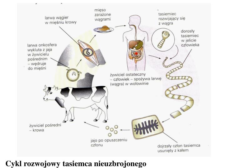PPT - Płazińce (robaki płaskie) PowerPoint Presentation - ID:4607970