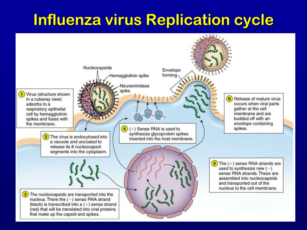 Вирус скинуть. Virus Replication Cycle. Вирус influenza. Строение вируса гриппа. Influenza virus structure.
