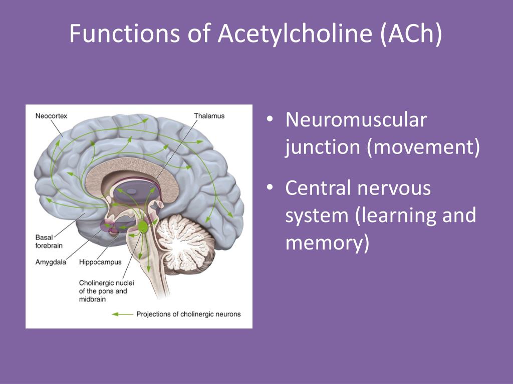 PPT - Neurotransmitters: Catecholamines & Acetylcholine Chapters 5 & 6