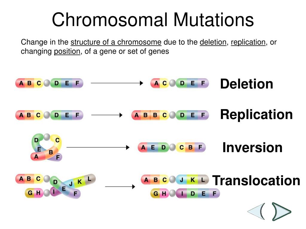 ppt-chromosomal-mutations-and-nondisjunctions-powerpoint-presentation