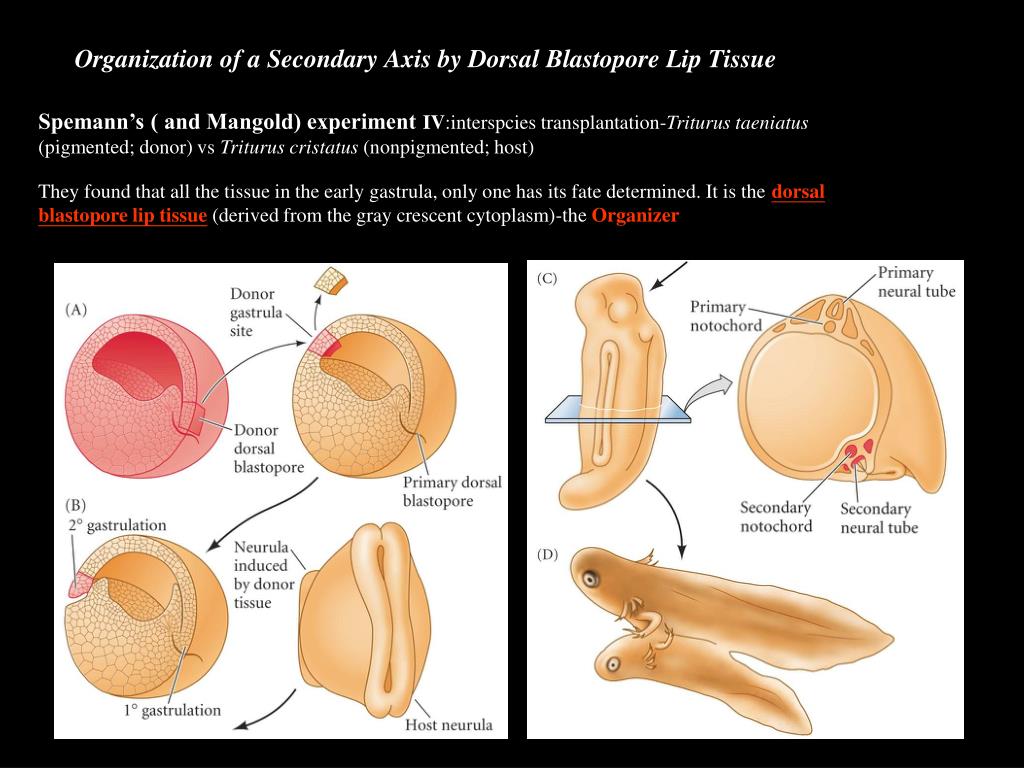 in the original experiment the dorsal lip of the blastopore