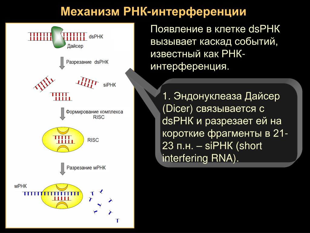 Рнк сайт. МИКРОРНК И малые интерферирующие РНК. РНК интерференция. Короткие интерферирующие РНК. Механизм РНК.