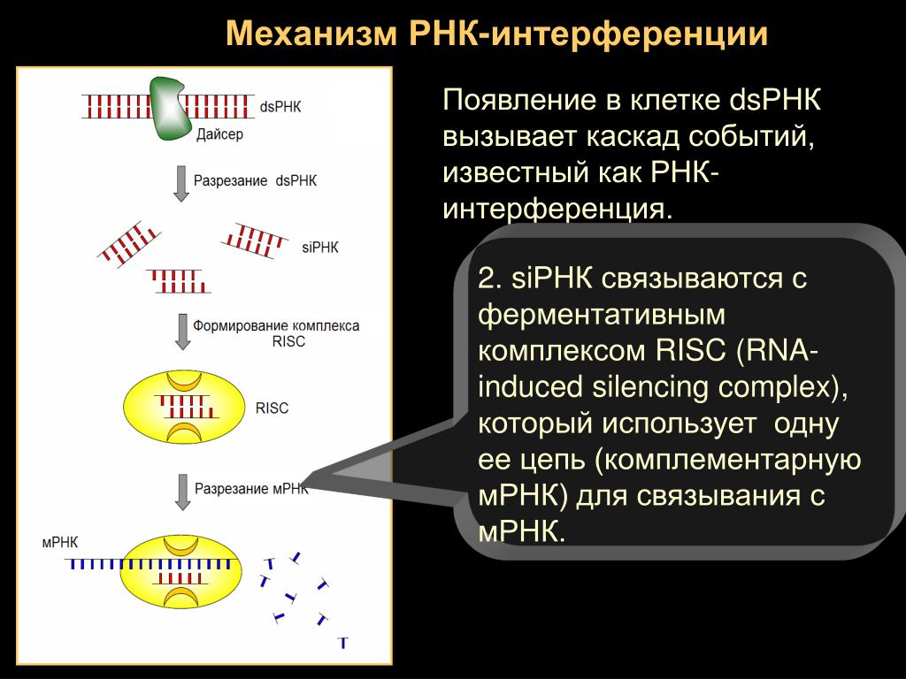 Интерферирующая рнк. РНК интерференция механизм. Механизм образования РНК. Механизм формирования РНК. RNA-induced silencing Complex.