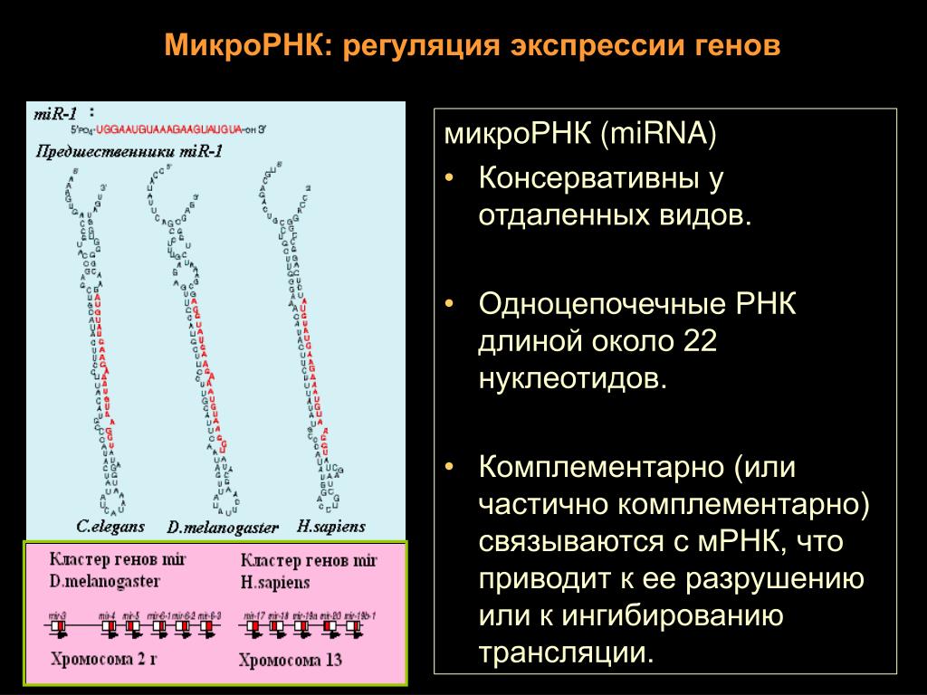 Разрушение рнк. РНК. Одноцепочечной РНК. Экспрессия МИКРОРНК это. Длина РНК.
