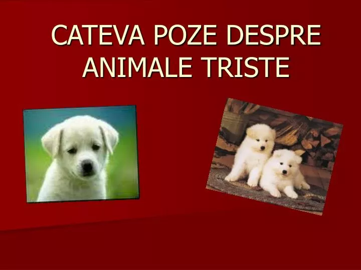 Ppt Cateva Poze Despre Animale Triste Powerpoint Presentation