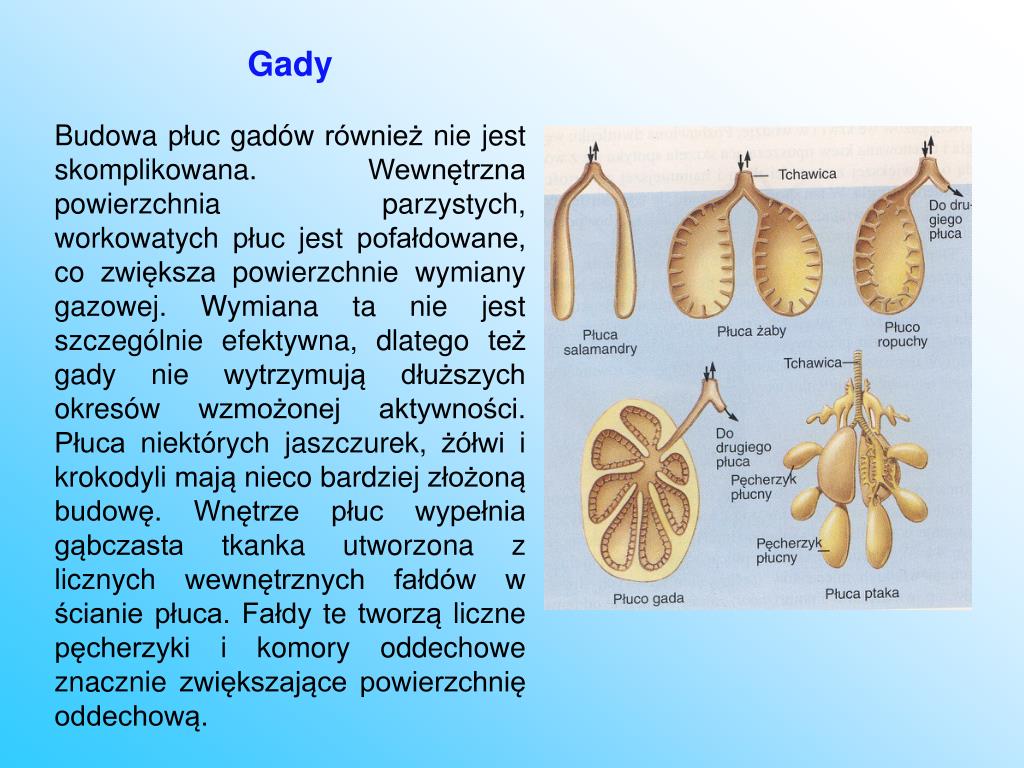 Narządem Wymiany Gazowej Większości Dorosłych Płazów Są Co Jest Narządem Wymiany Gazowej U Krokodyli - Margaret Wiegel