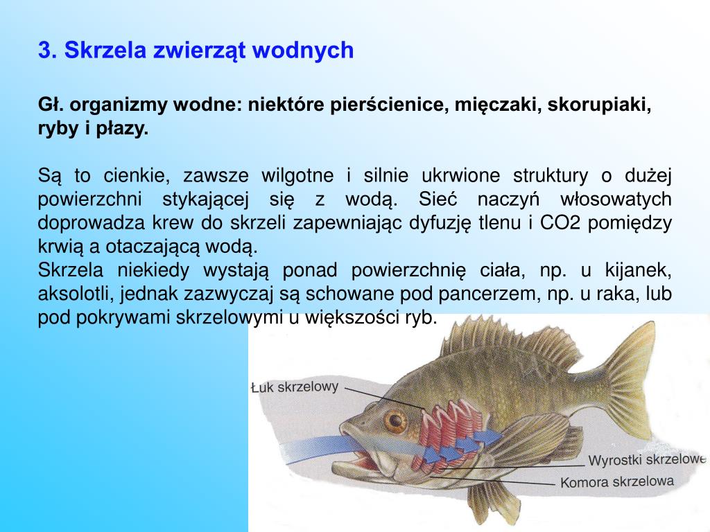 Wymiana Gazowa U Ryb Odbywa Się Za Pomocą PPT - Wymiana gazowa - układ oddechowy PowerPoint Presentation, free