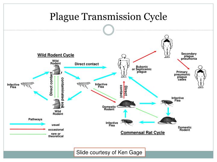 PPT No Evidence Of Plasmid mediated Antibiotic Resistance In North PPT No Evidence Of Plasmid mediated Antibiotic Resistance In North