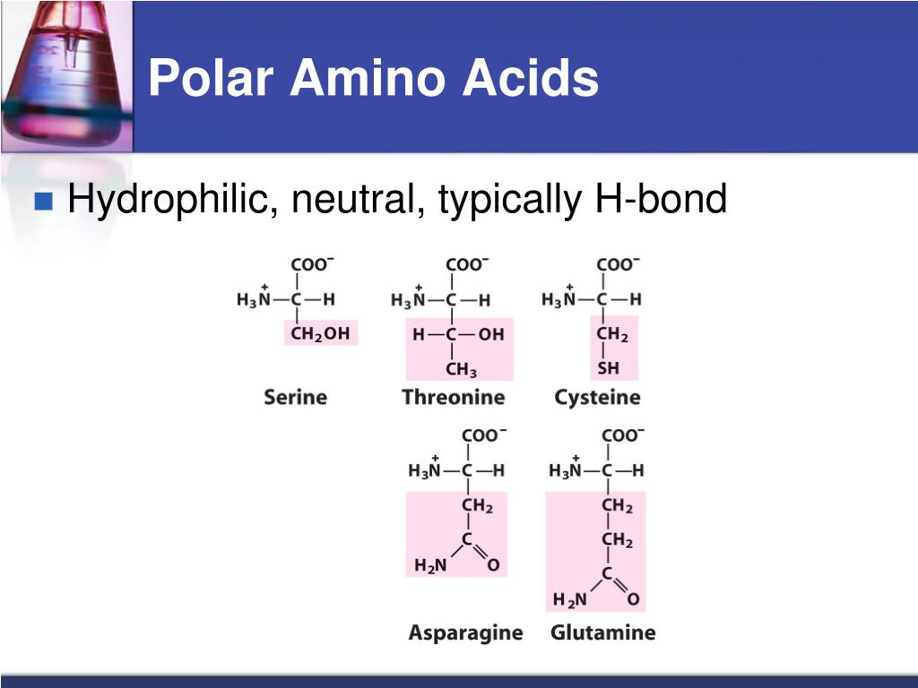 PPT Chapter 3 Amino Acids Peptides And Proteins PowerPoint ppt-chapter-3-amino-acids-peptides-and-proteins-powerpoint