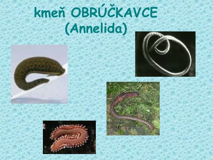 PPT - kmeň OBRÚČKAVCE (Annelida) PowerPoint Presentation, free download -  ID:4622320
