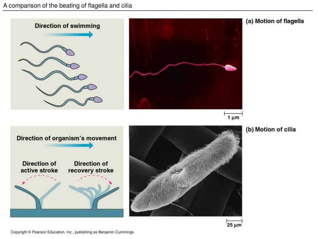 Cilia mode. Cilia and flagella. Cilia structure. Cillia flagella Pilli Microbiology.