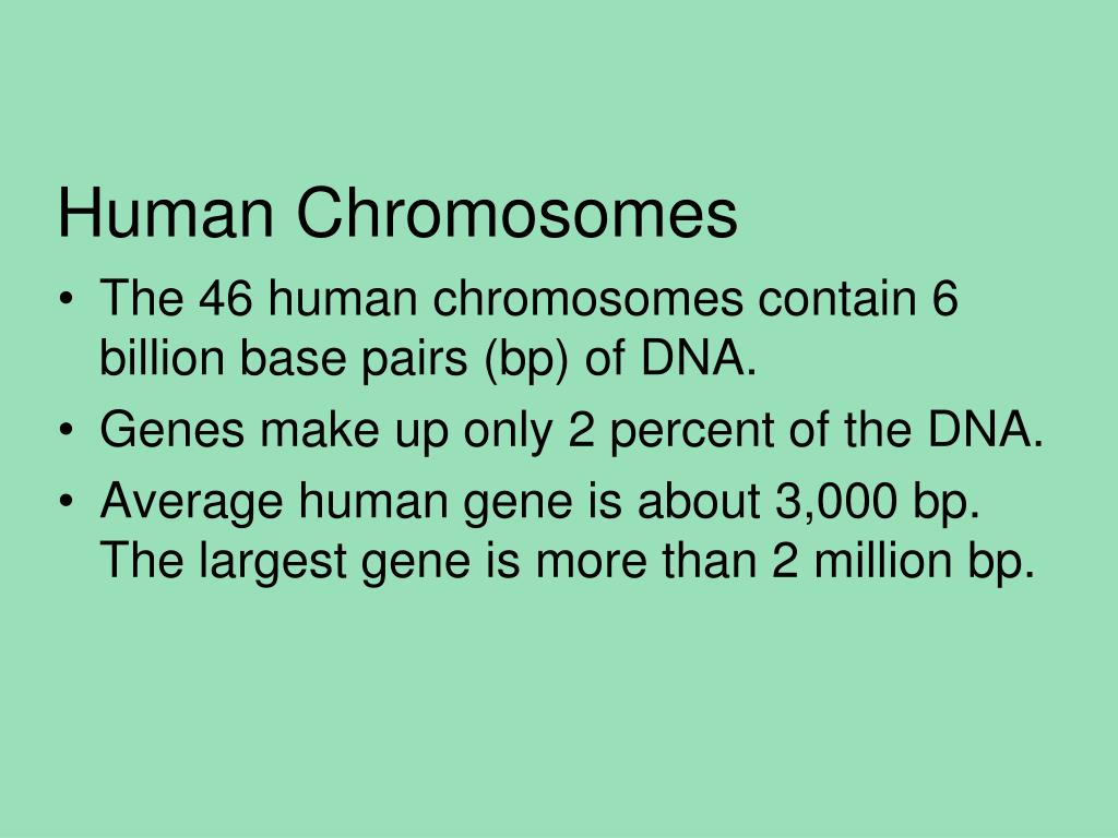 Human Chromosomes Powerpoint Ppt Presentation Human Chromosomes Powerpoint Ppt Presentation
