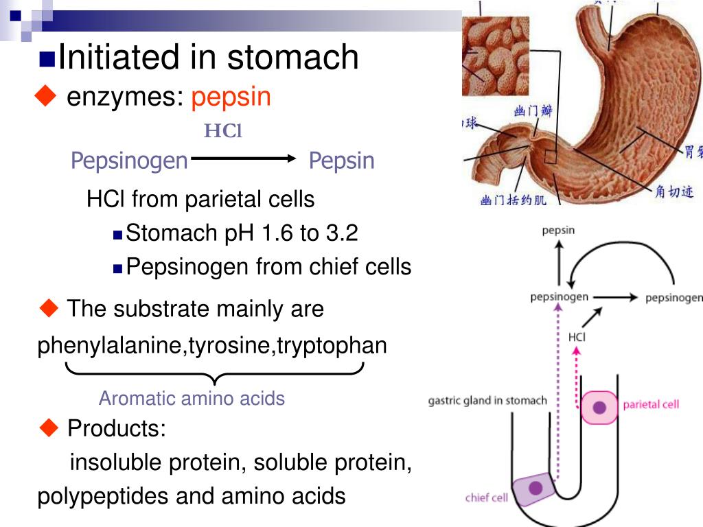 Кровь пепсиноген 1. Пепсиноген в пепсин. Пепсин норма. Пепсиноген 1. Низкий пепсиноген 1.