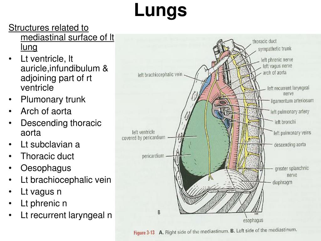 PPT - Lungs PowerPoint Presentation, free download - ID:4626662
