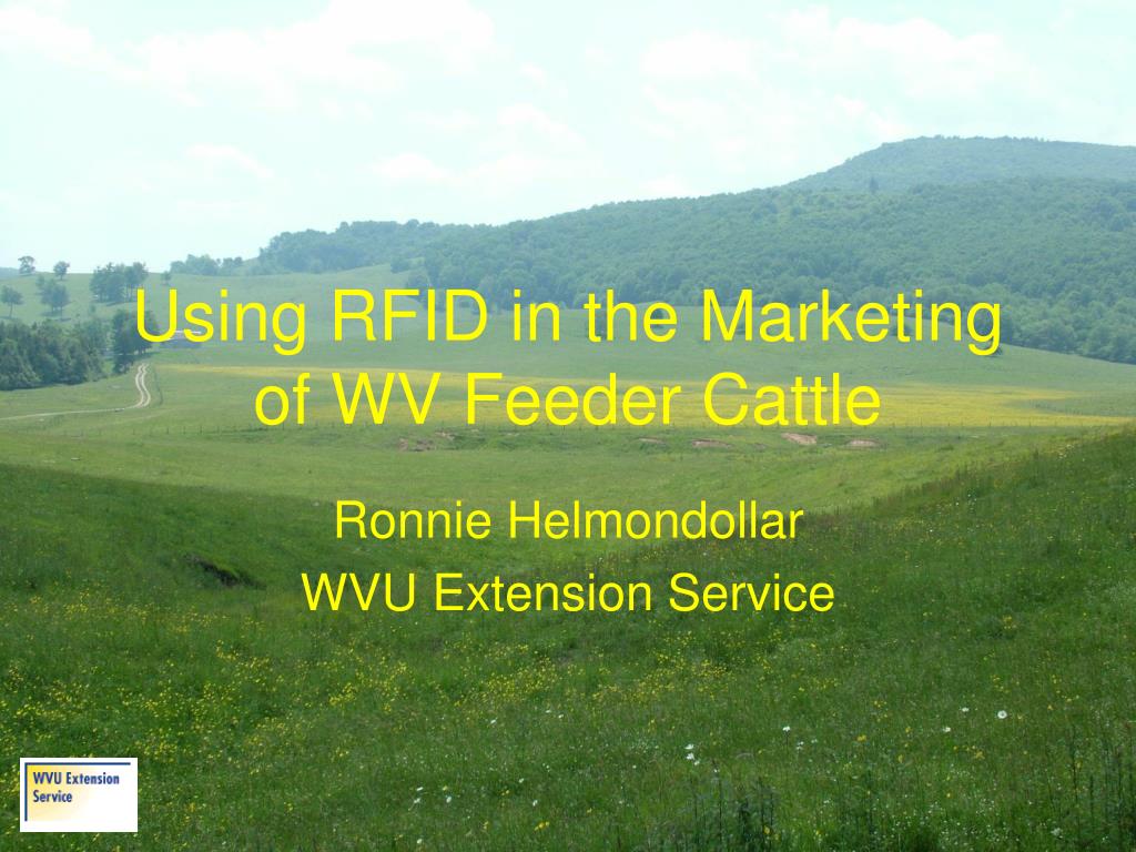 wv feeder cattle prices wv feeder cattle prices