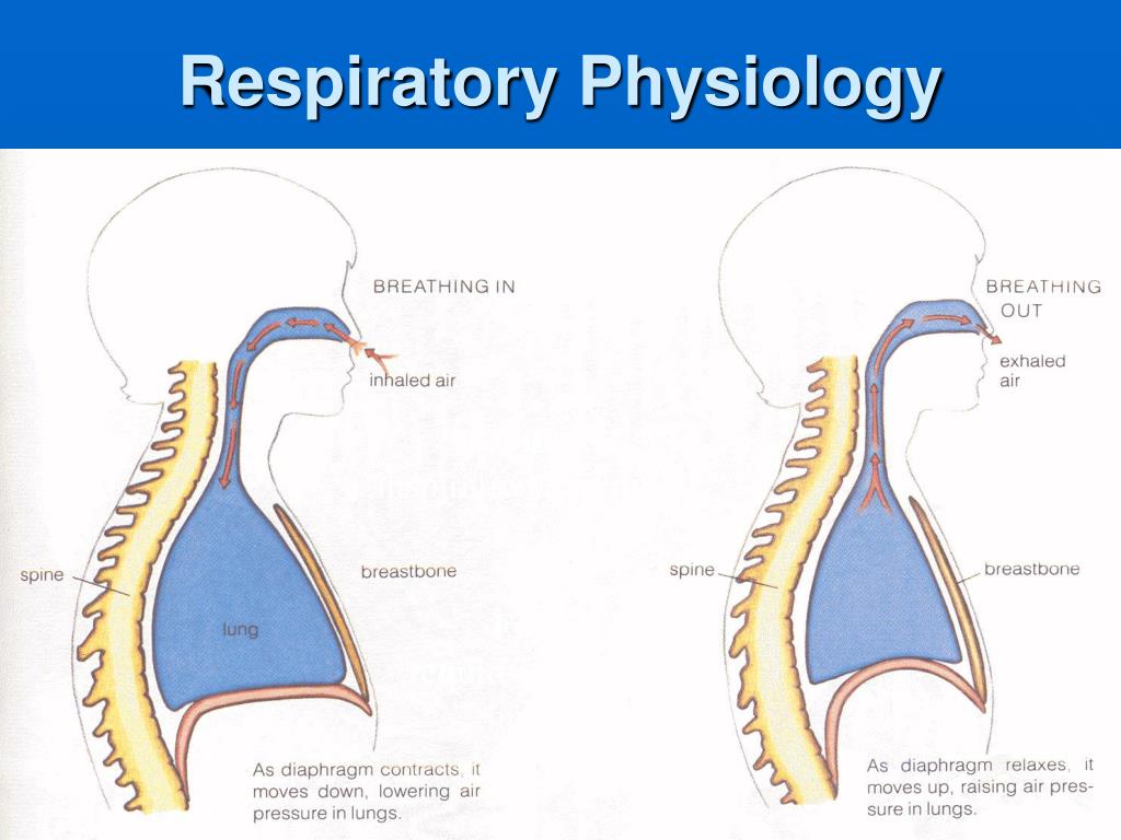 PPT - Respiratory Physiology PowerPoint Presentation, free download