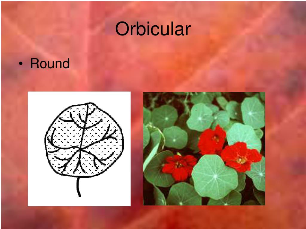 PPT Leaf Identification PowerPoint Presentation Free Download ID PPT Leaf Identification PowerPoint Presentation Free Download ID