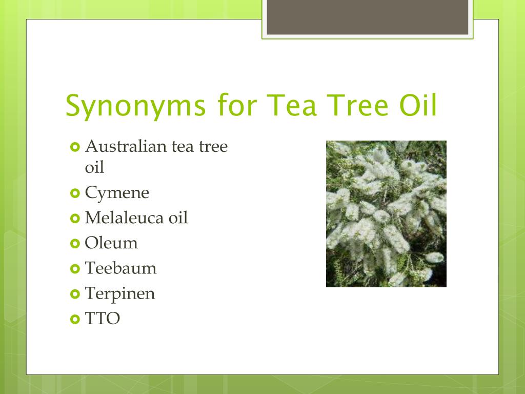 PPT Melaleuca alternifolia (Australian Tea Tree) Essential Oil