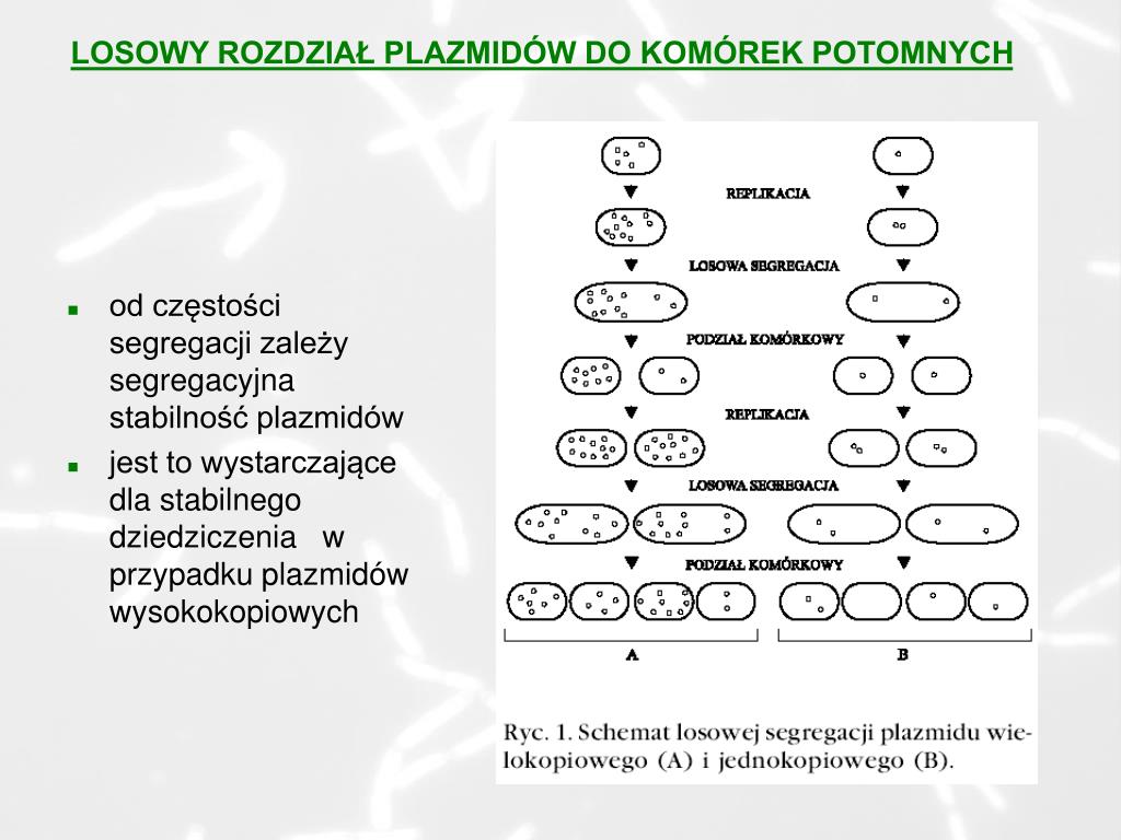 PPT - MECHANIZMY STABILNEGO DZIEDZICZENIA PLAZMIDÓW NA PRZYKŁADZIE