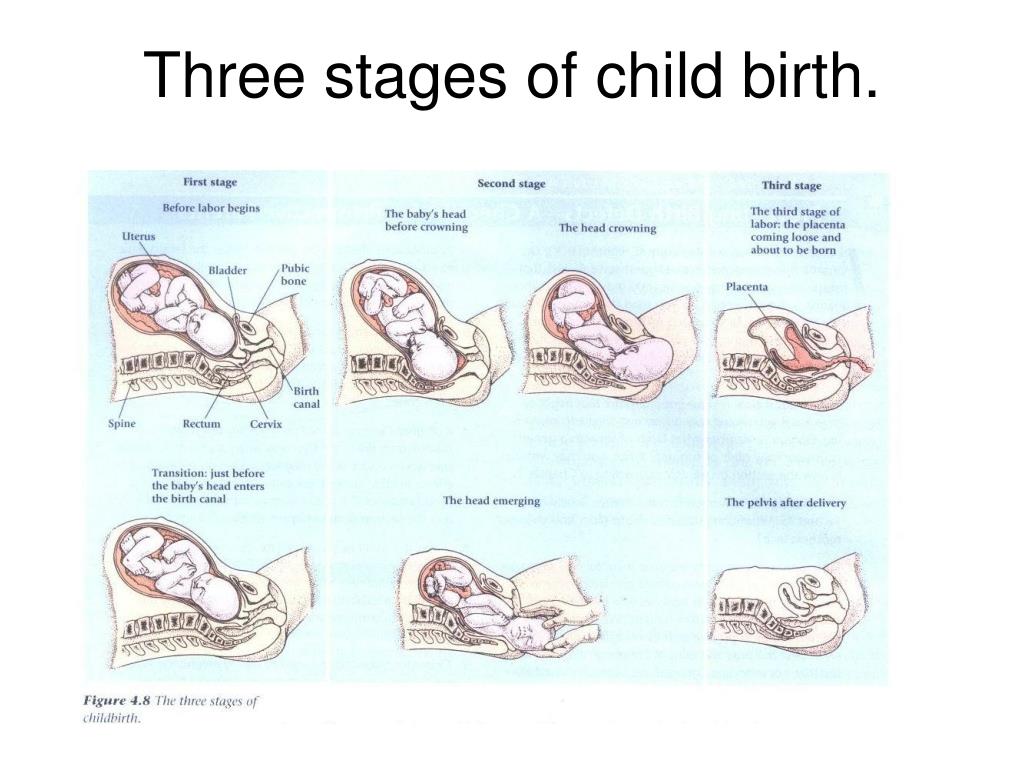 Ppt Chapter Prenatal Development Birth And Newborns Readiness
