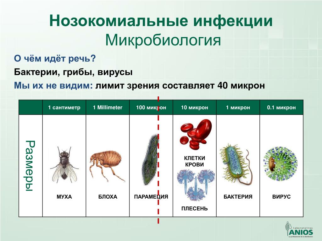 Общие признаки бактерий и вирусов. Бактерии вирусы грибы простейшие. Простейшие вирусы бактерии таблица. Классификация на бактерии грибы вирусы. Вирусы грибы простейшие.