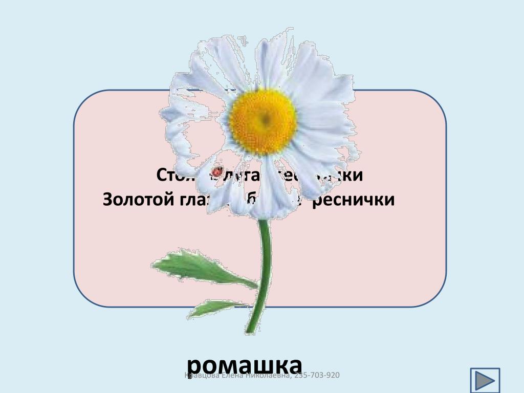 Загадка стоят в лугах сестрички золотой. Загадка про цветок Ромашка. Стоят в лугах сестрички золотой глазок белые реснички.