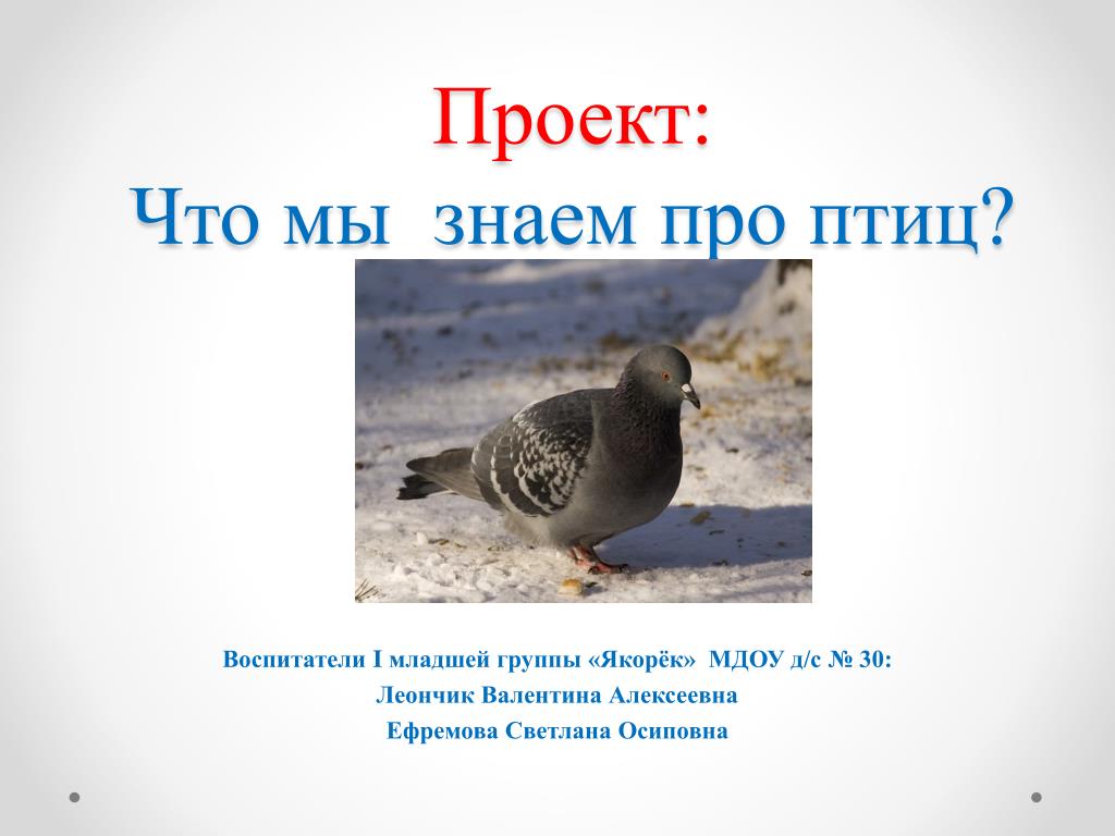 Проект про птиц 3 класс PPT - Проект: Что мы знаем про птиц? PowerPoint Presentation - ID:4639777