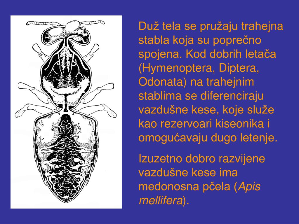 PPT - Anatomija insekata Unutrašnja gra đ a tela insekata skoro da ima ...