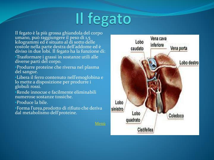 Dove è Il Fegato Nel Corpo PPT - L’apparato digerente PowerPoint Presentation - ID:4640416