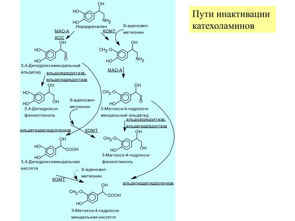 Схема синтеза катехоламинов