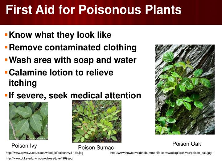 PPT Chapter 35 Administering First Aid, Lessons 14 PowerPoint