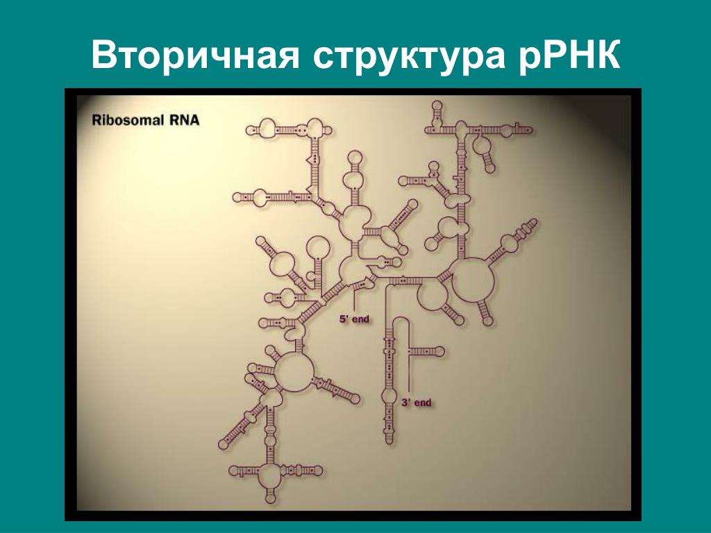 Кольцевая рнк. Рибосомная РНК. Вторичная структура рибосомальной РНК. Структура р РНК. Рибосомальная РНК структура.
