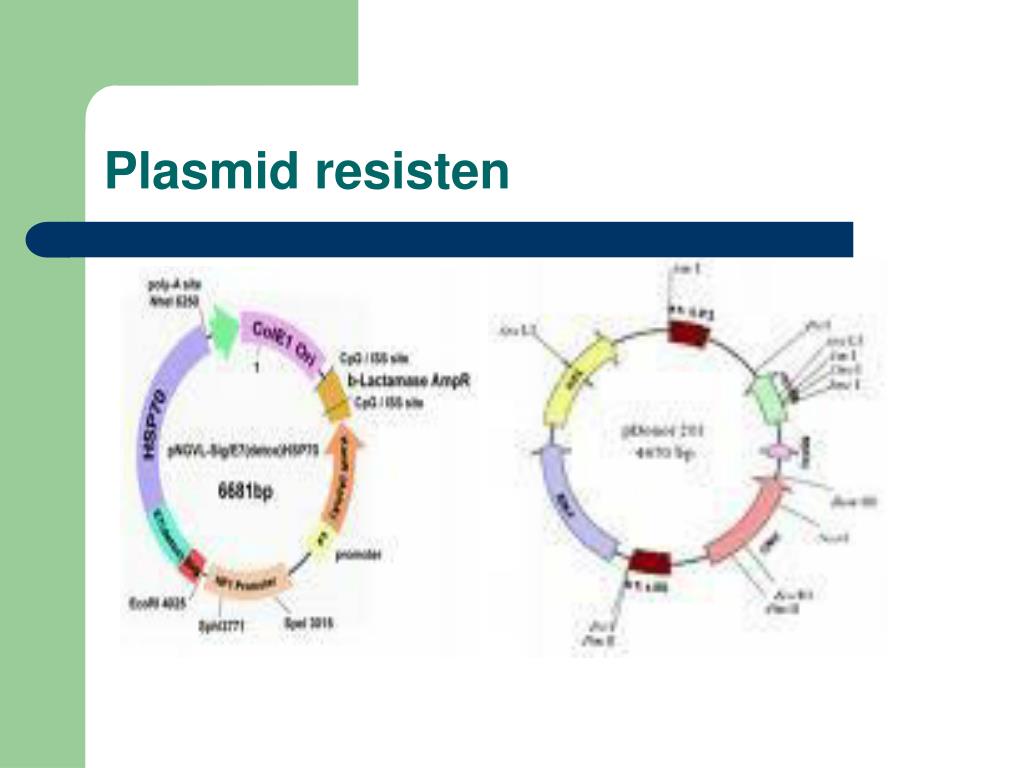 Примеры плазмид. Структурная организация плазмид. Линейные плазмиды. Классификация плазмид. Названия плазмид.