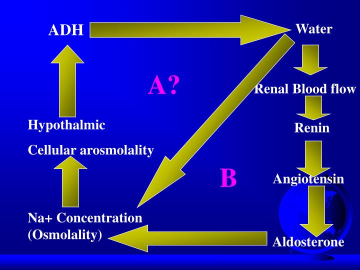 adh aldosterone extracellular fluid ecf balance Fluid balance here’s a trick angiotensin ii stimulates aldosterone extracellular volume secretion from adrenal cortex fluids, electrolytes and acid-base balance. adh aldosterone extracellular fluid ecf balance Fluid balance here’s a trick angiotensin ii stimulates aldosterone extracellular volume secretion from adrenal cortex fluids, electrolytes and acid-base balance.