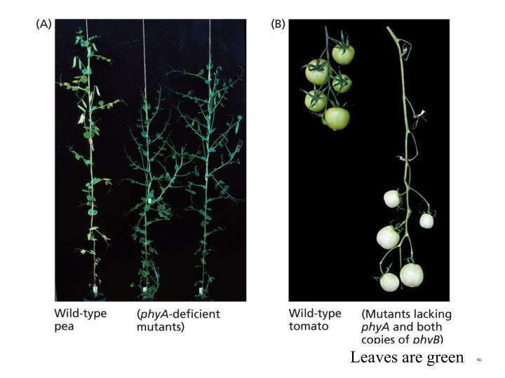 phytochrome full notes ppt phytochrome full notes ppt