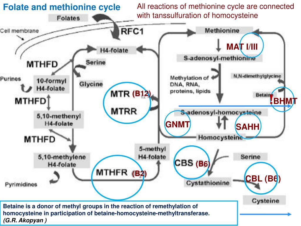 Фолиевый обмен. Цикл метионин гомоцистеин. Фолат-метионинового цикла. Фолатный цикл биохимия. Метаболизм гомоцистеина схема.