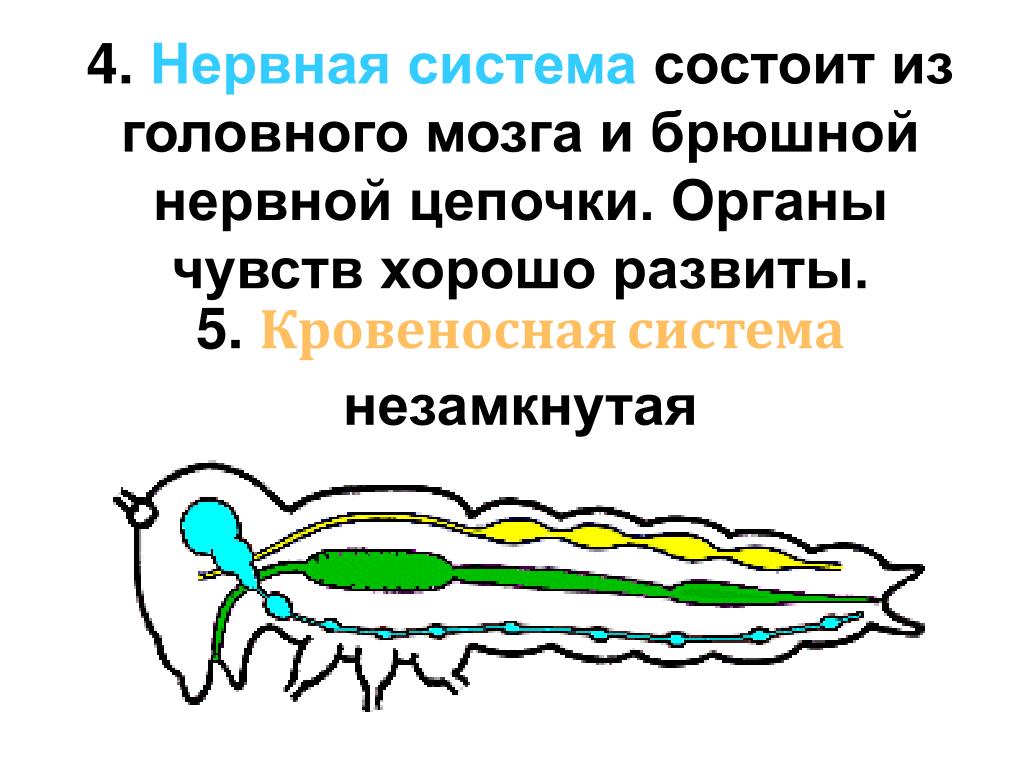 Какую функцию выполняет брюшная нервная цепочка. Нервная система. Нервная система состоит. Брюшная нервная цепочка у членистоногих. Нервная система насекомых представлена брюшной нервной цепочкой.