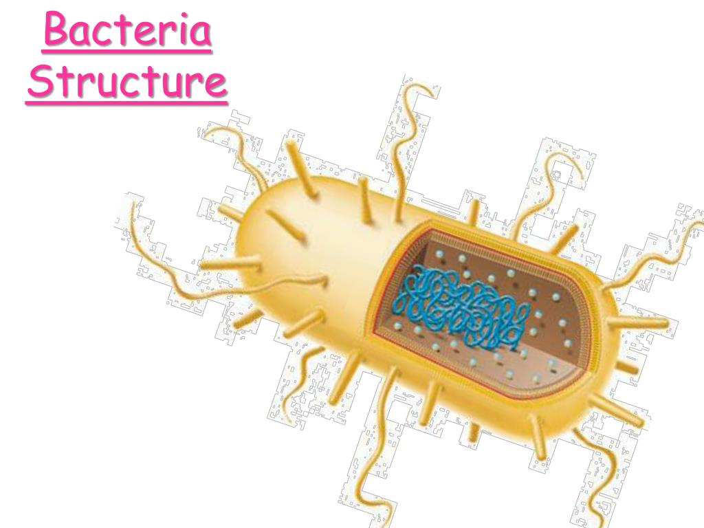 2 бактерии 1 8. Bacteria 3d. Модель бактерии. Бактерия 3д модель. Модель микроба.