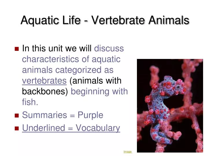 PPT Aquatic Life Vertebrate Animals PowerPoint Presentation ID