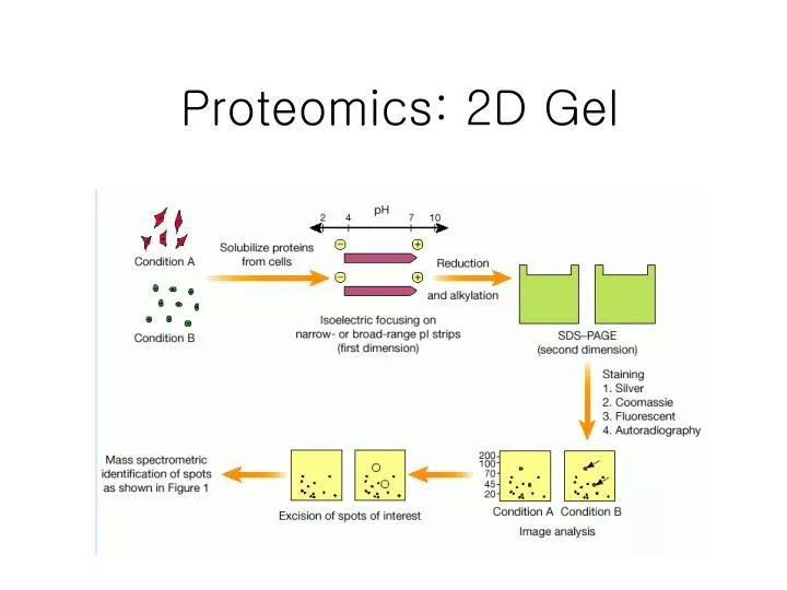 proteomics 2d gel n.