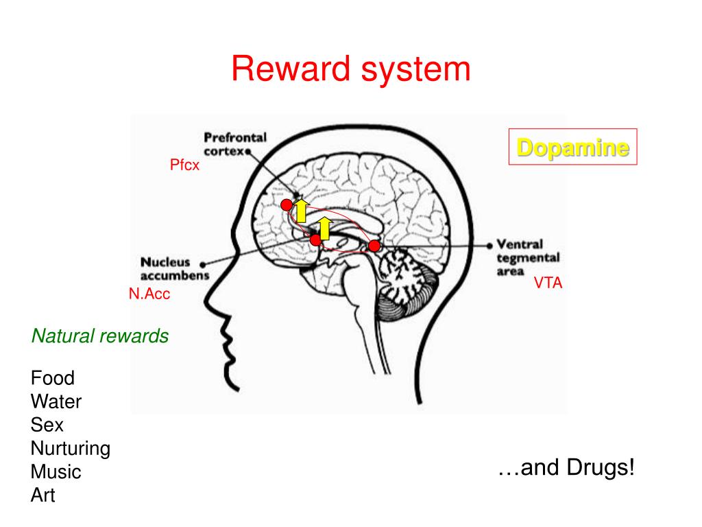 dopamine-reward-system