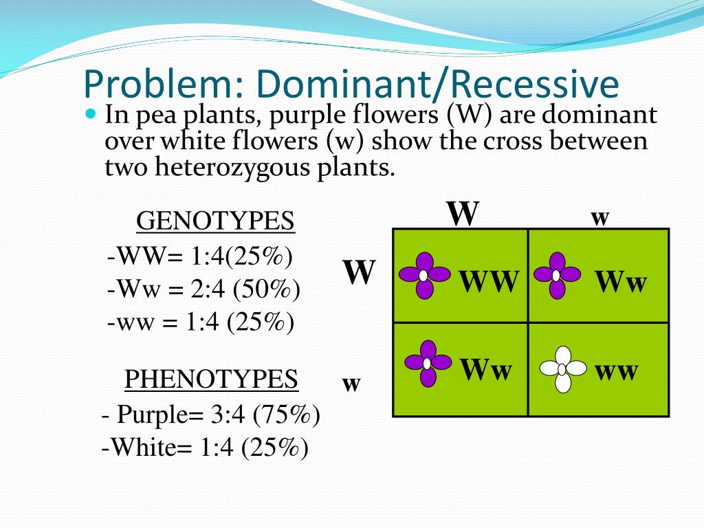 Ppt Genetics Heredity Mendel And Punnett Squares Powerpoint