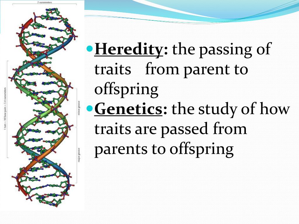 PPT - Genetics, Heredity, Mendel and Punnett Squares PowerPoint Presentation - ID:4650261