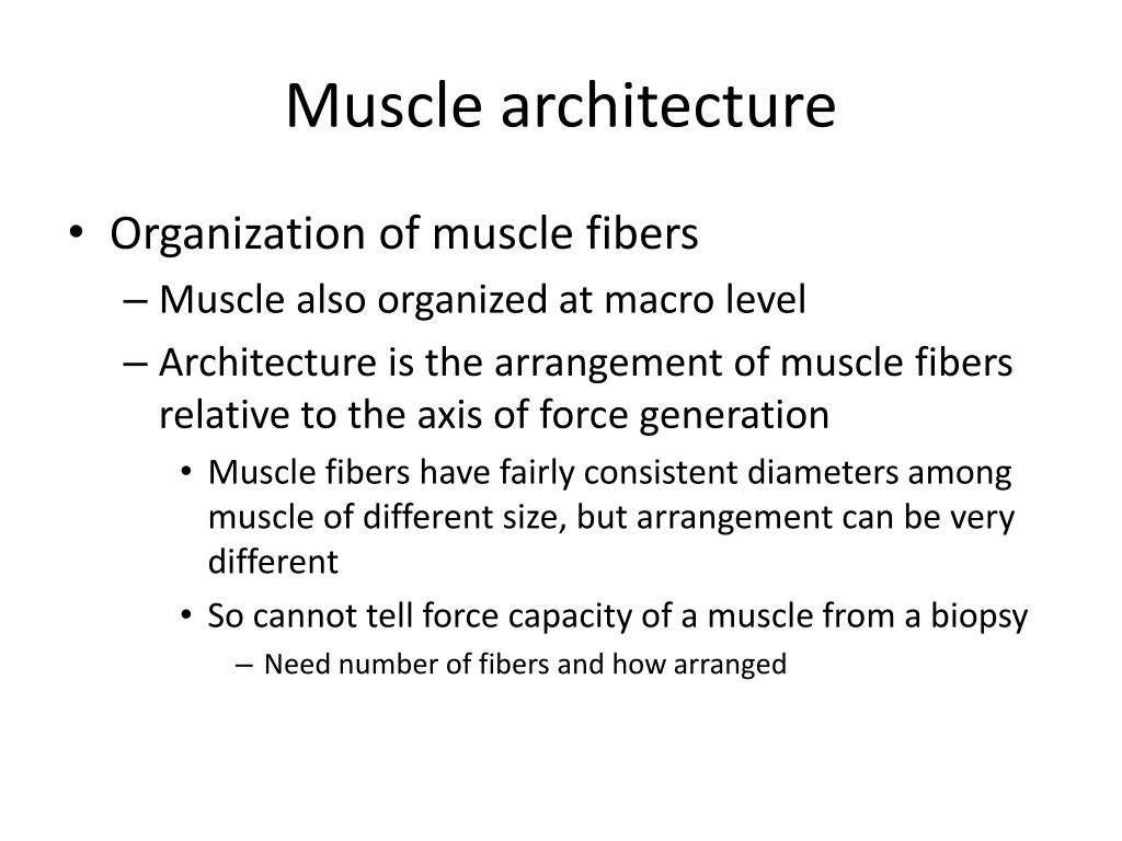 PPT - Muscle PowerPoint Presentation, free download - ID:4651395