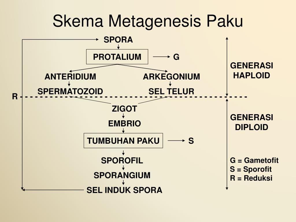 Chiconas Skema Metagenesis Tumbuhan Paku Peralihan