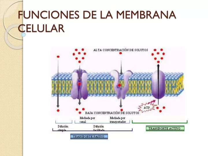 Ppt Funciones De La Membrana Celular Powerpoint Presentation Free Download Id4652283 5056